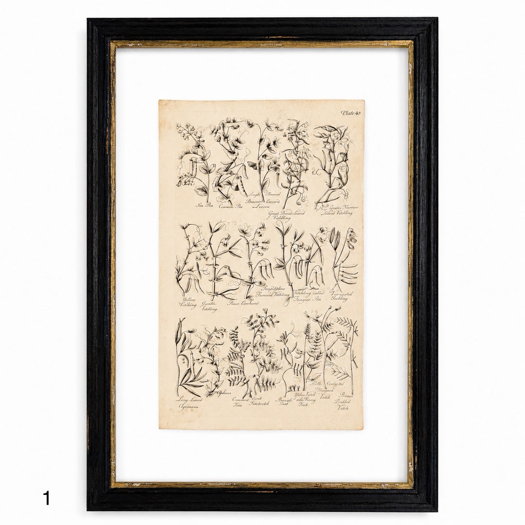 Antique Culpeper&