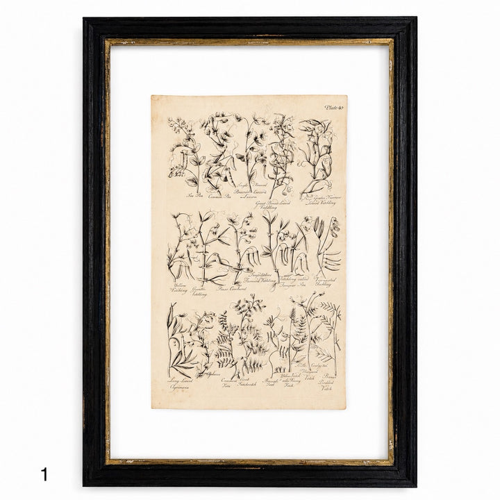 Antique Culpeper&