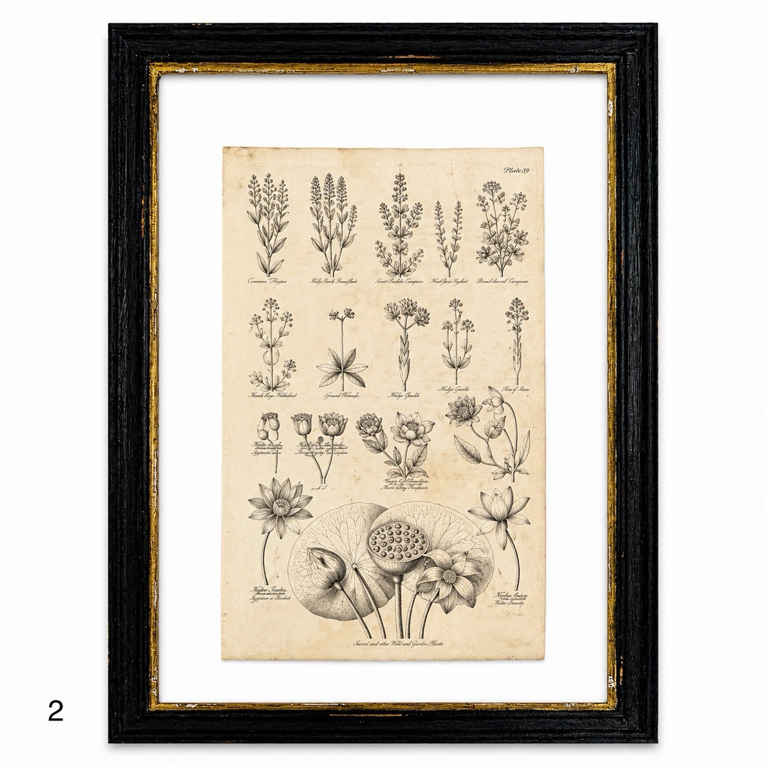 Antique Culpeper&