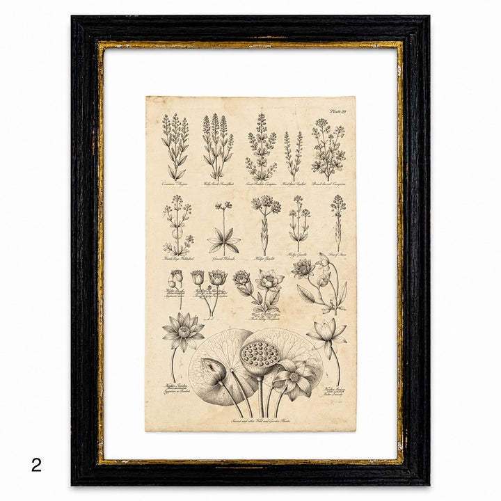 Antique Culpeper&