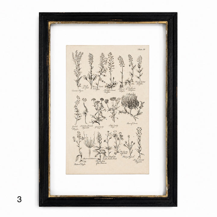 Antique Culpeper&