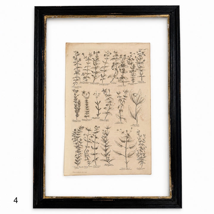 Antique Culpeper&
