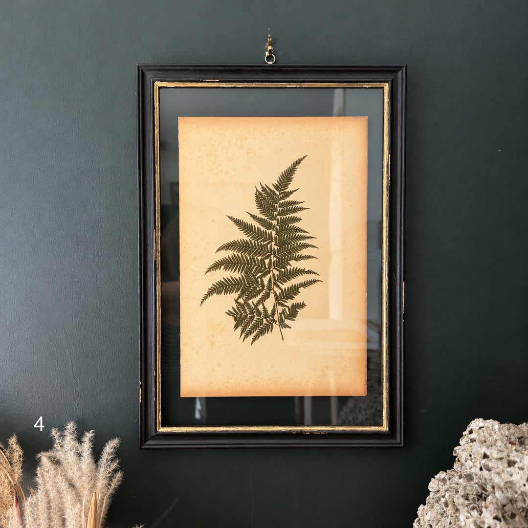 Antique Framed Fern Herbarium | Large Glass Black Frame | Circa 1890
