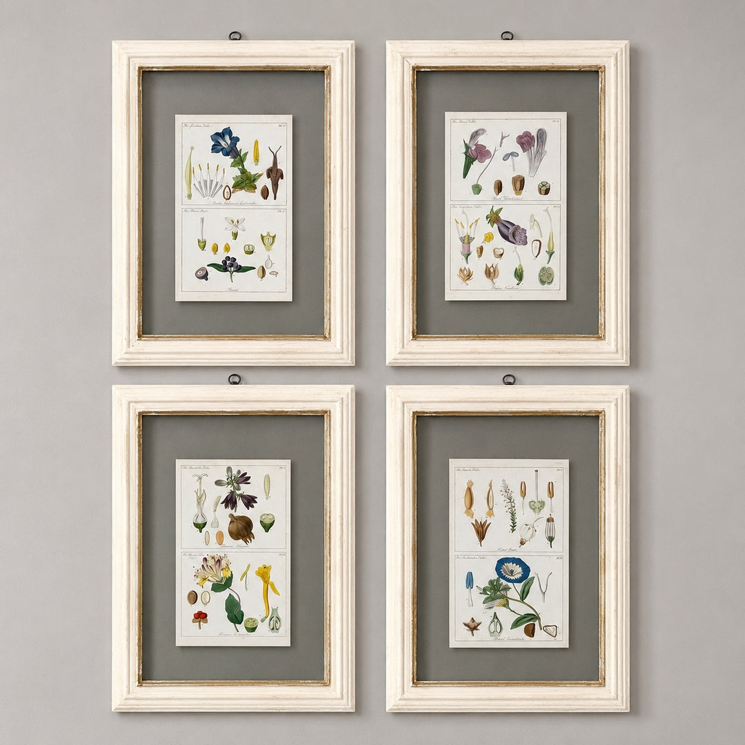 Antique Hand-Coloured Botanical Engraving in Painted Wood Frame