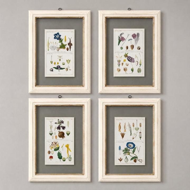 Antique Hand-Coloured Botanical Engraving in Painted Wood Frame