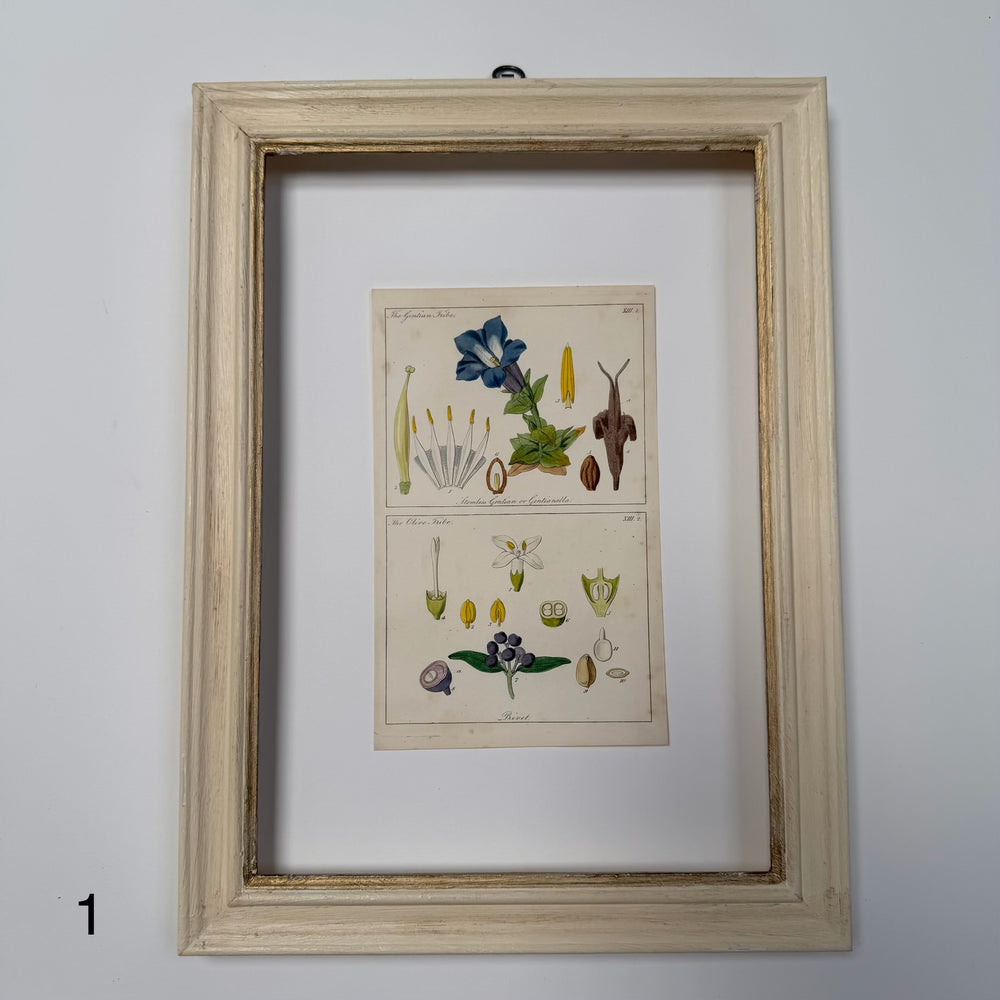Antique Hand-Coloured Botanical Engraving in Painted Wood Frame