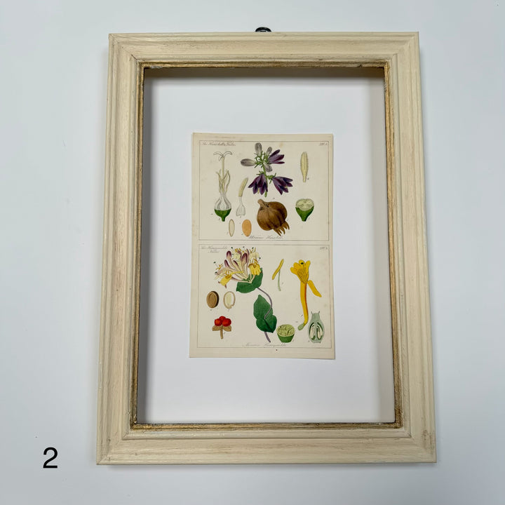 Antique Hand-Coloured Botanical Engraving in Painted Wood Frame