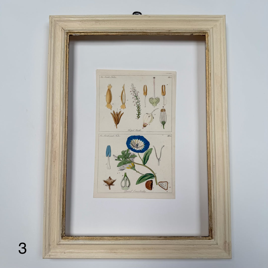 Antique Hand-Coloured Botanical Engraving in Painted Wood Frame