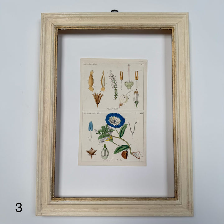 Antique Hand-Coloured Botanical Engraving in Painted Wood Frame