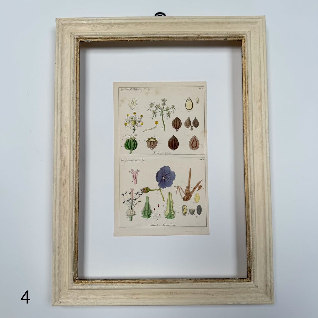 Antique Hand-Coloured Botanical Engraving in Painted Wood Frame