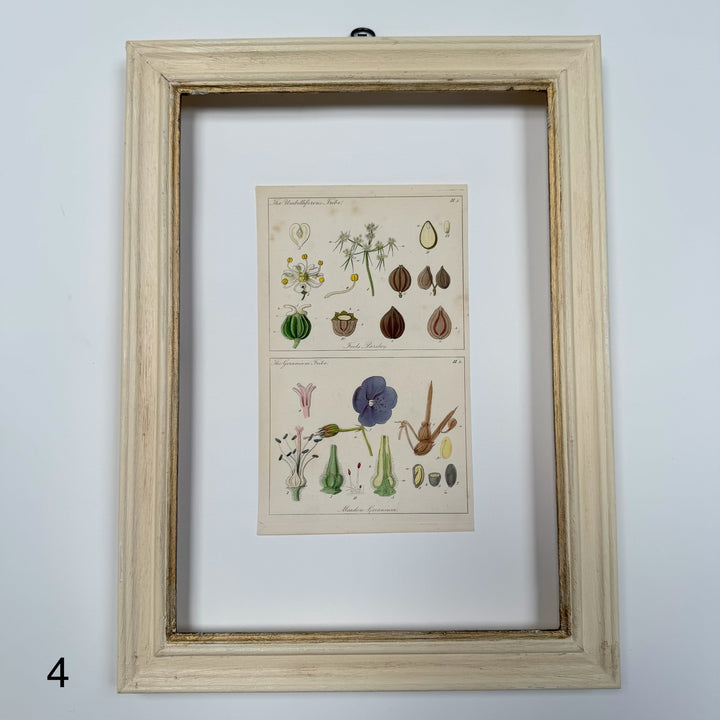 Antique Hand-Coloured Botanical Engraving in Painted Wood Frame