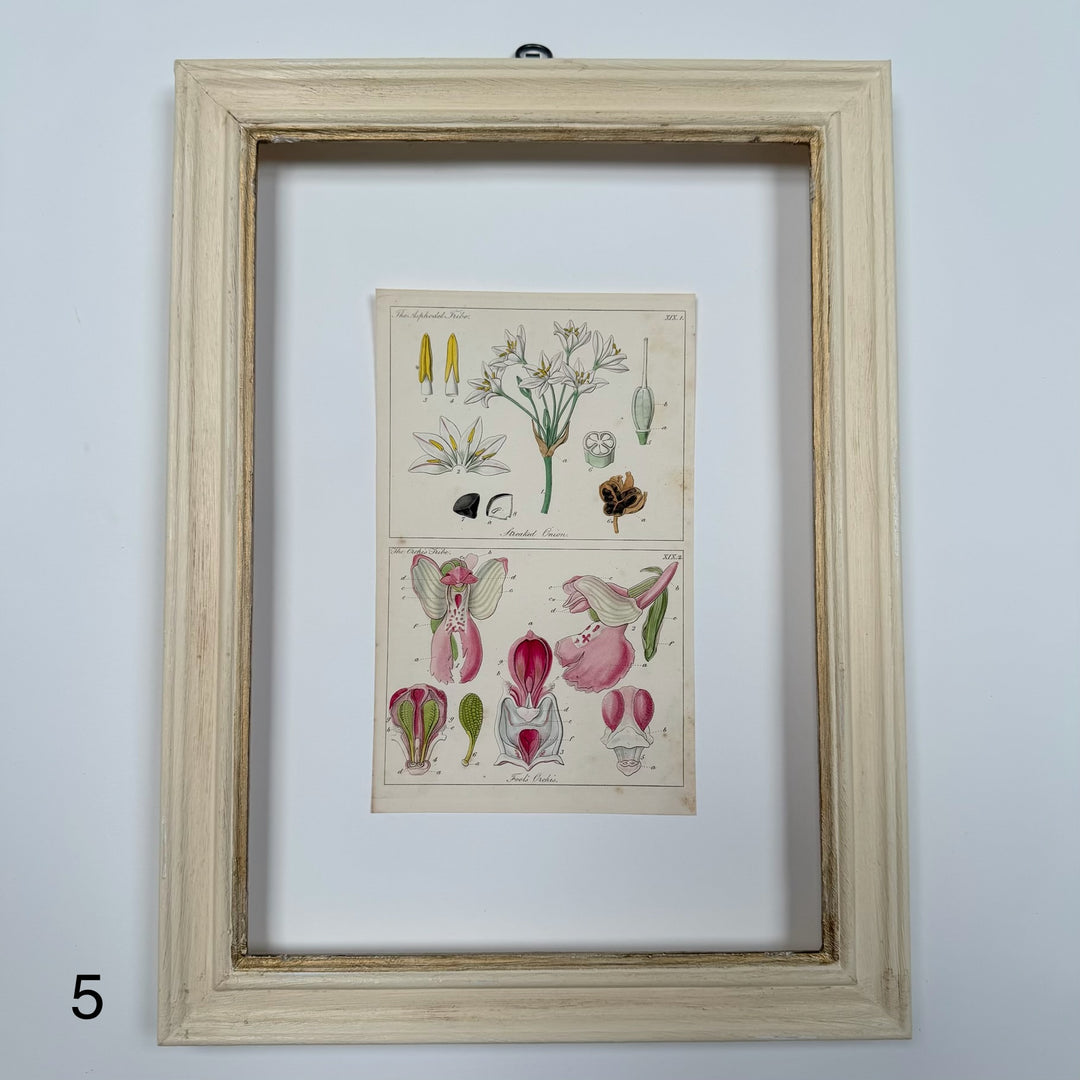 Antique Hand-Coloured Botanical Engraving in Painted Wood Frame