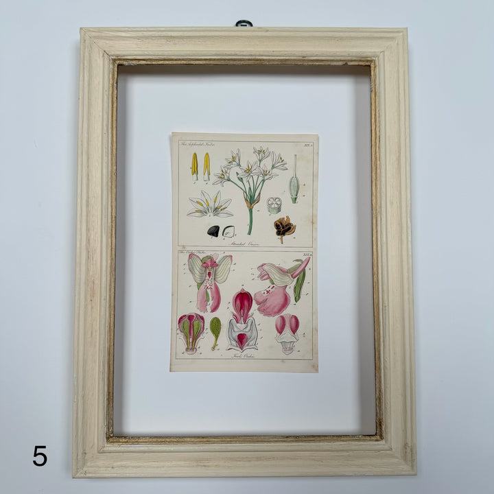 Antique Hand-Coloured Botanical Engraving in Painted Wood Frame