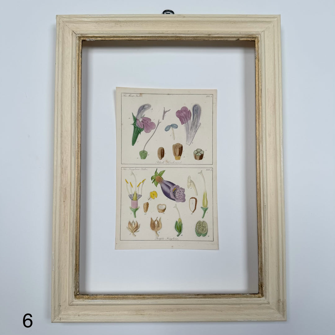 Antique Hand-Coloured Botanical Engraving in Painted Wood Frame