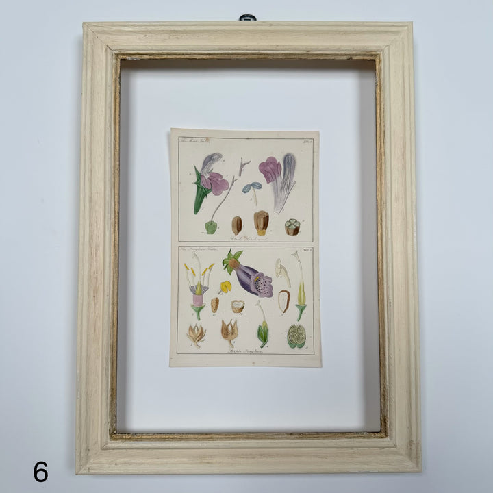Antique Hand-Coloured Botanical Engraving in Painted Wood Frame