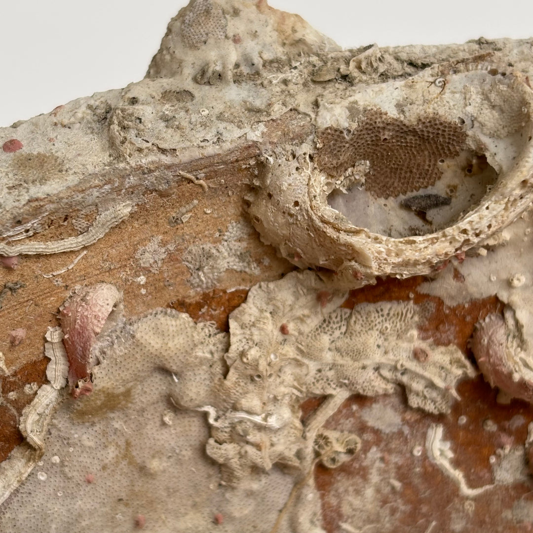 Antique Shipwreck Bowl 14th Century | Sawankhaloc A