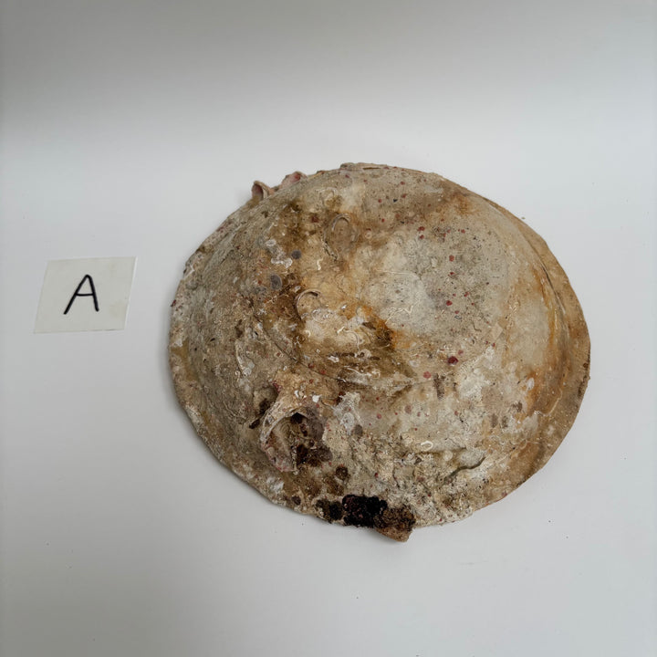 Antique Shipwreck Bowl 14th Century | Sawankhaloc A
