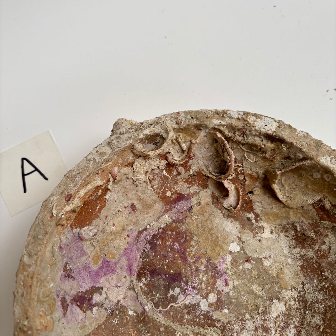 Antique Shipwreck Bowl 14th Century | Sawankhaloc A