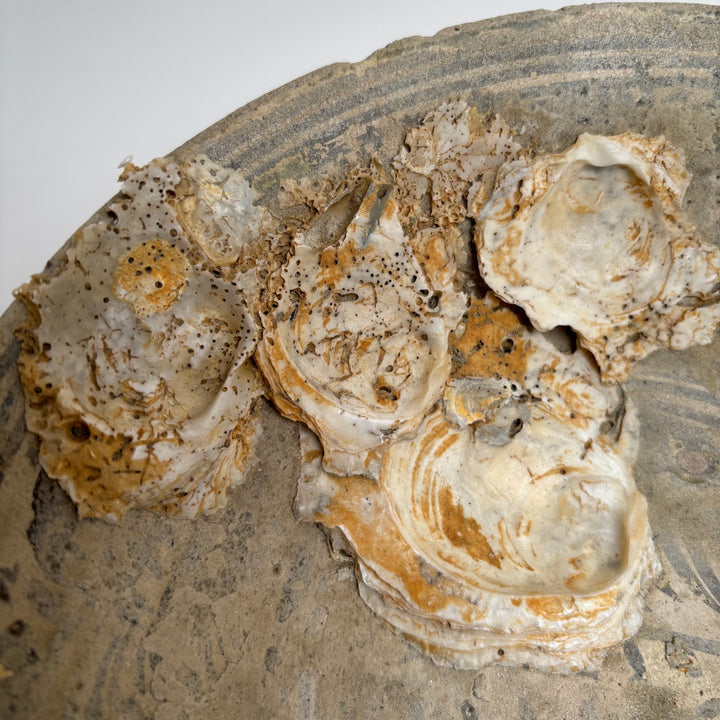 Antique Shipwreck Bowl 14th Century | Sawankhaloc C