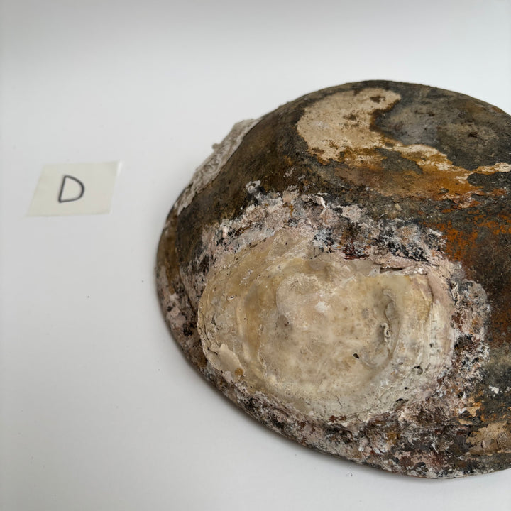 Antique Shipwreck Bowl 14th Century | Sawankhaloc D