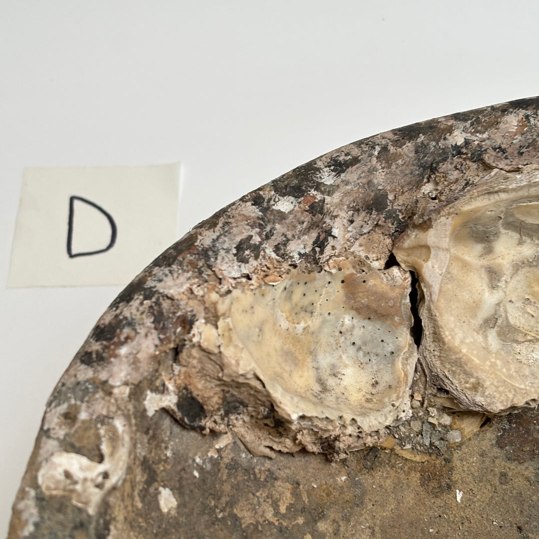 Antique Shipwreck Bowl 14th Century | Sawankhaloc D