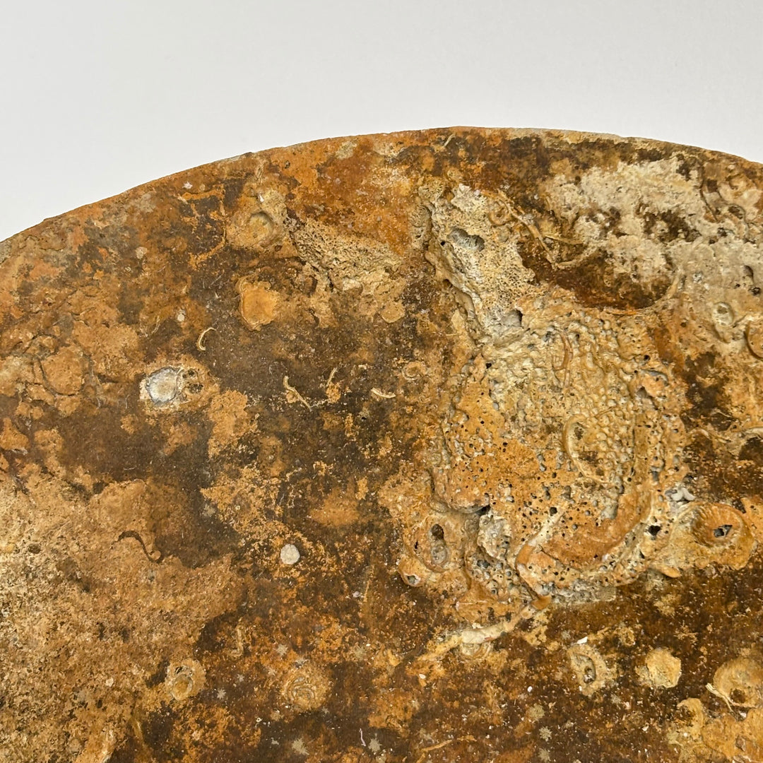 Antique Shipwreck Bowl 14th Century | Sawankhaloc E