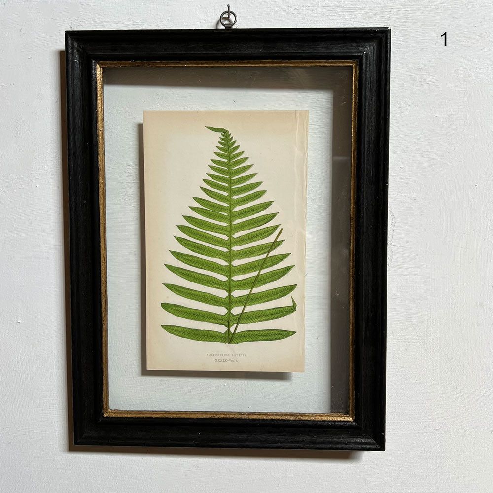 Antique framed fern print No1