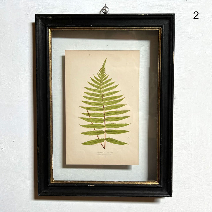 Antique framed fern print