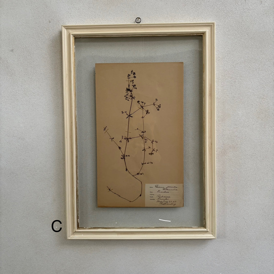 White Framed Botanical | Vintage Pressed Flower Artwork | Large