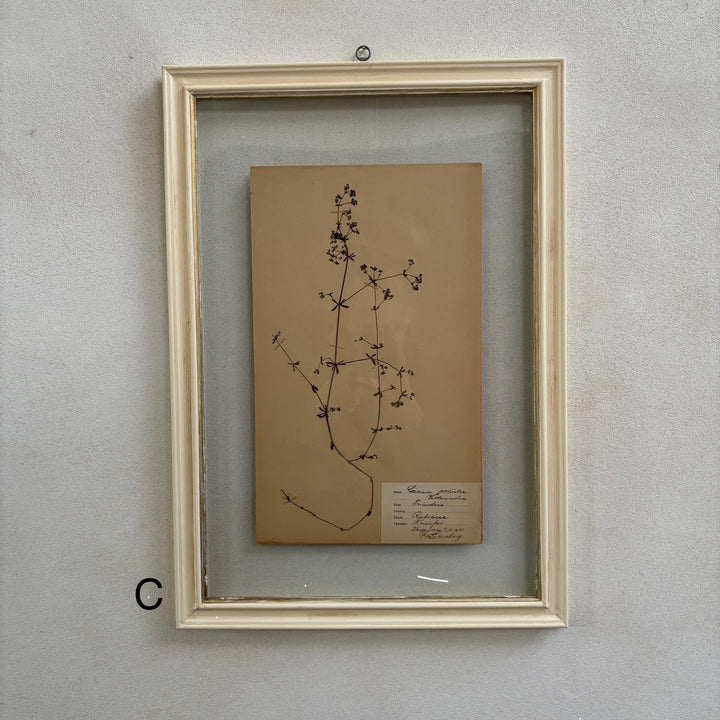 White Framed Botanical | Vintage Pressed Flower Artwork | Large
