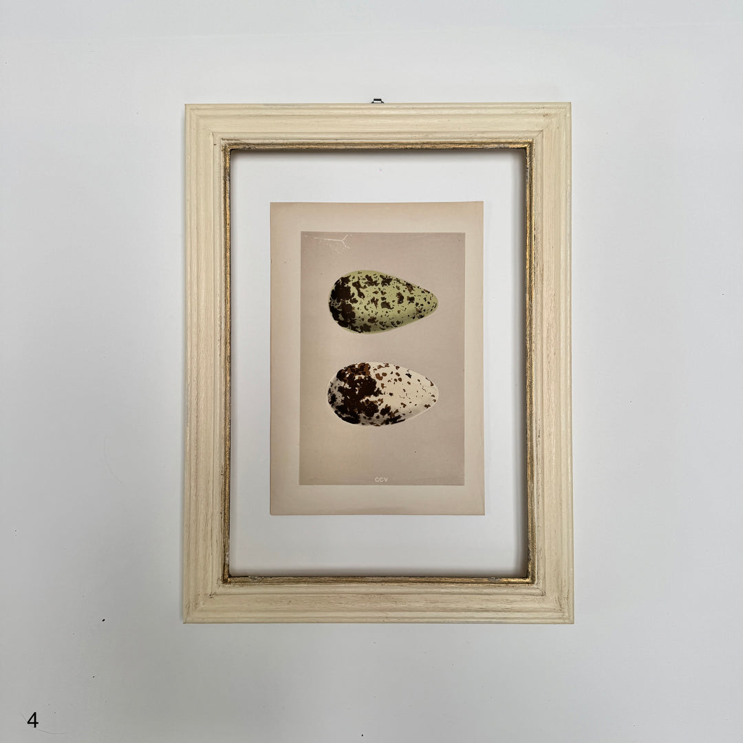 Framed Antique Hand-Coloured Engraving | Birds Eggs