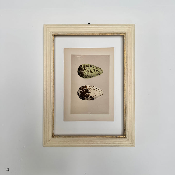 Framed Antique Hand-Coloured Engraving | Birds Eggs