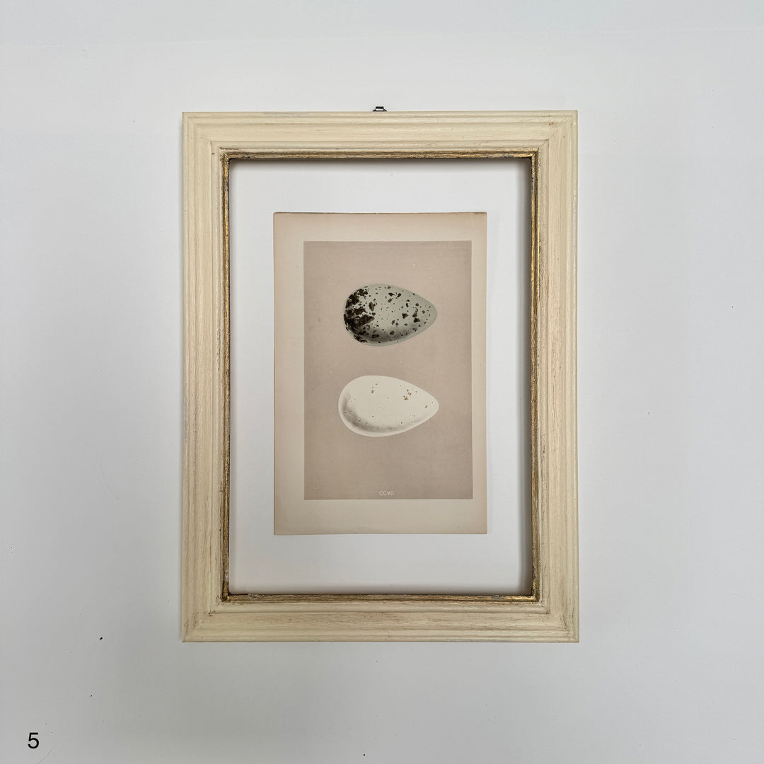 Framed Antique Hand-Coloured Engraving | Birds Eggs