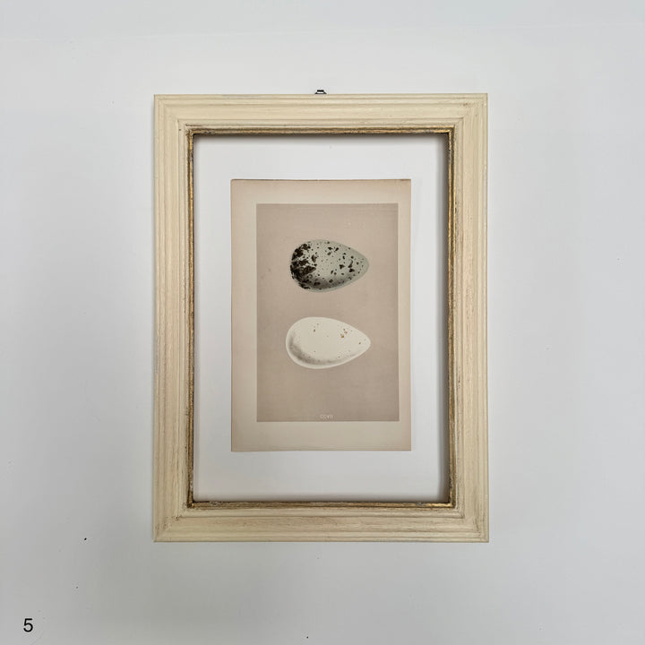 Framed Antique Hand-Coloured Engraving | Birds Eggs