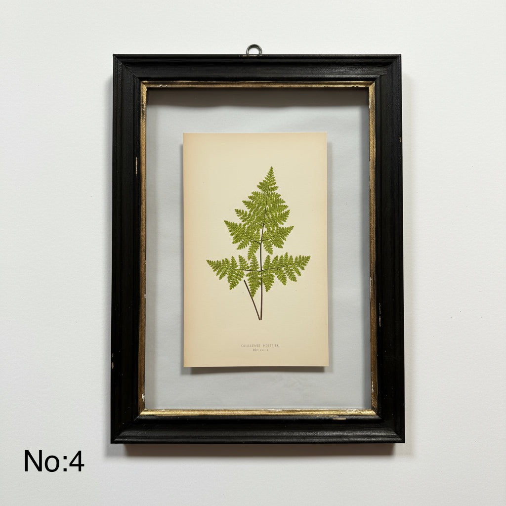 Antique Black Framed Fern Print | Small