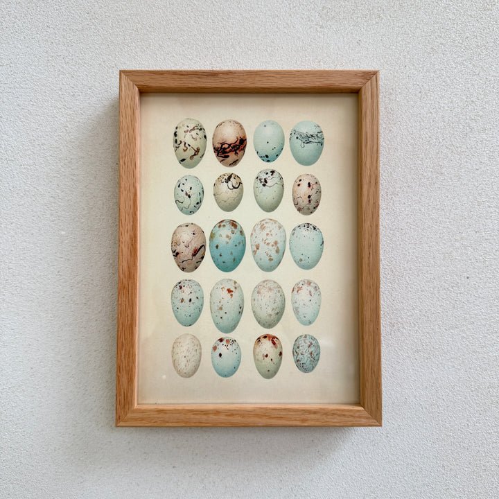 Small Oak Framed Egg Prints