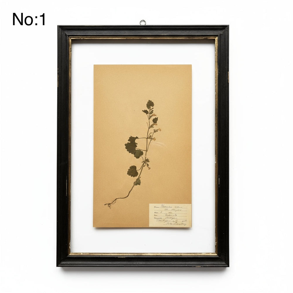 Black Framed Botanical | Vintage Pressed Flower Artwork | Large 