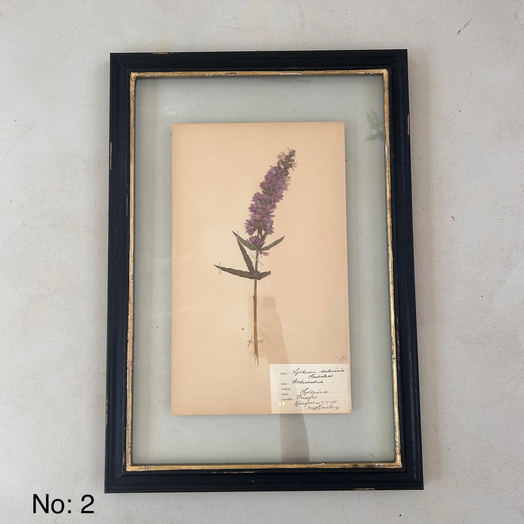Black Framed Botanical | Vintage Pressed Flower Artwork | Large
