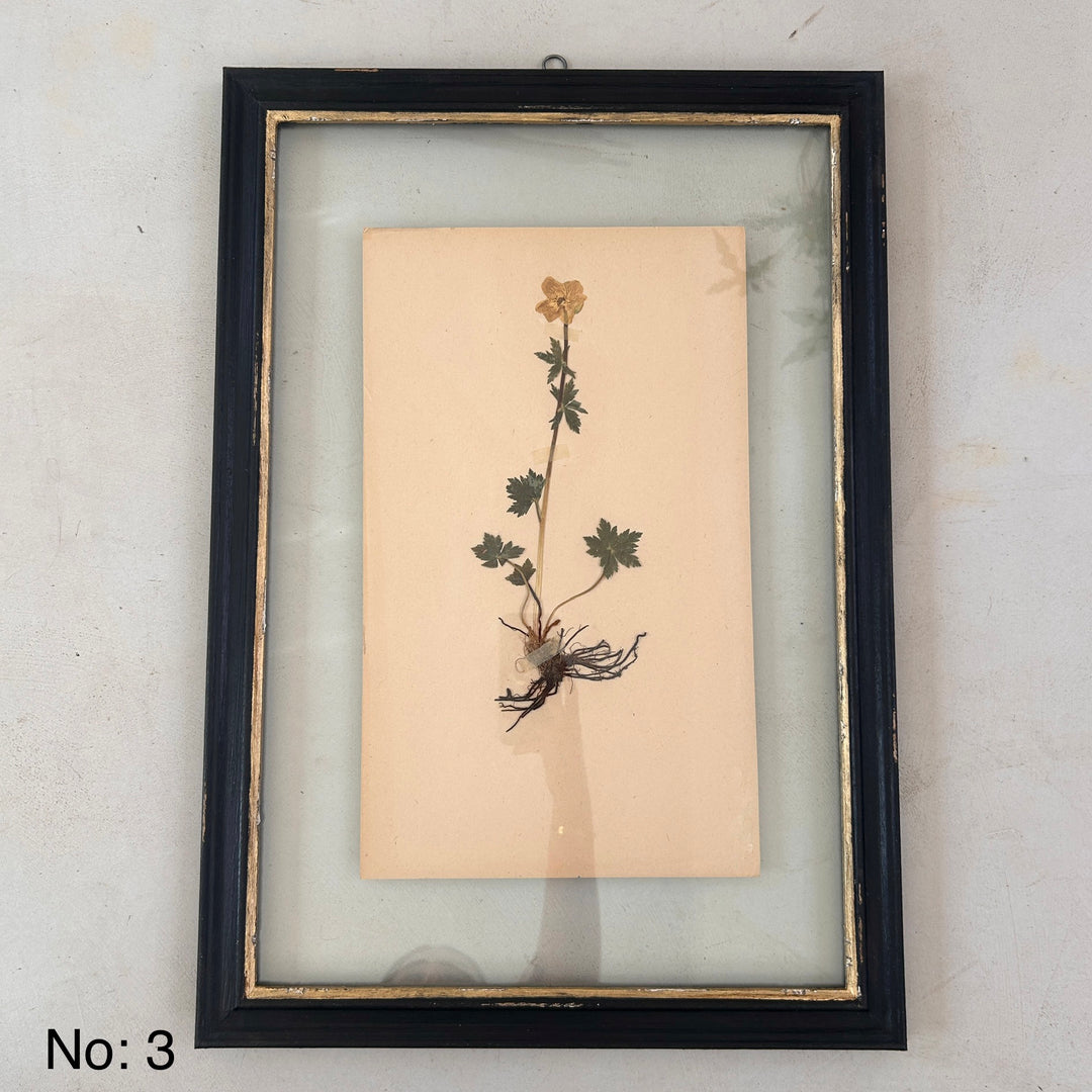 Black Framed Botanical | Vintage Pressed Flower Artwork | Large