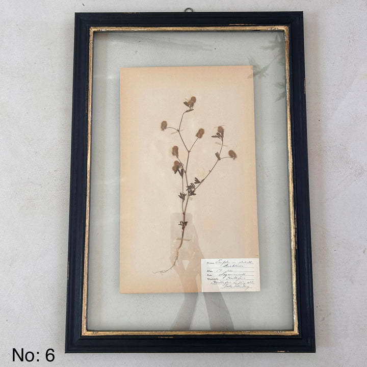 Black Framed Botanical | Vintage Pressed Flower Artwork | Large