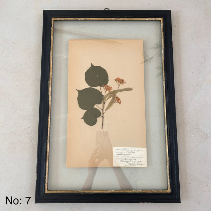 Black Framed Botanical | Vintage Pressed Flower Artwork | Large