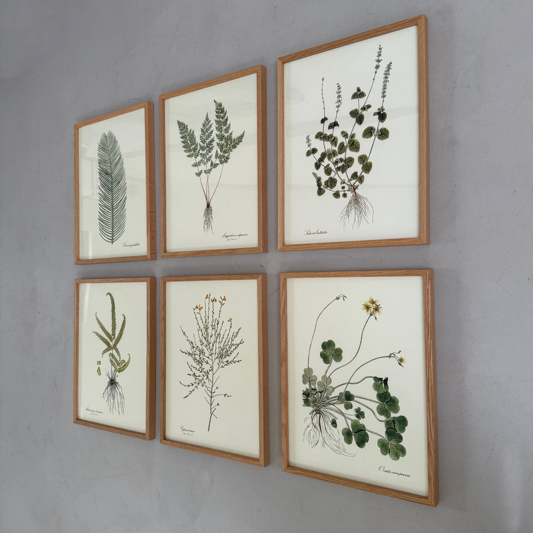 Oak Framed Botanical Prints