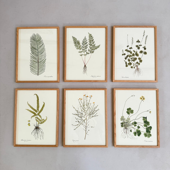 Oak Framed Botanical Prints