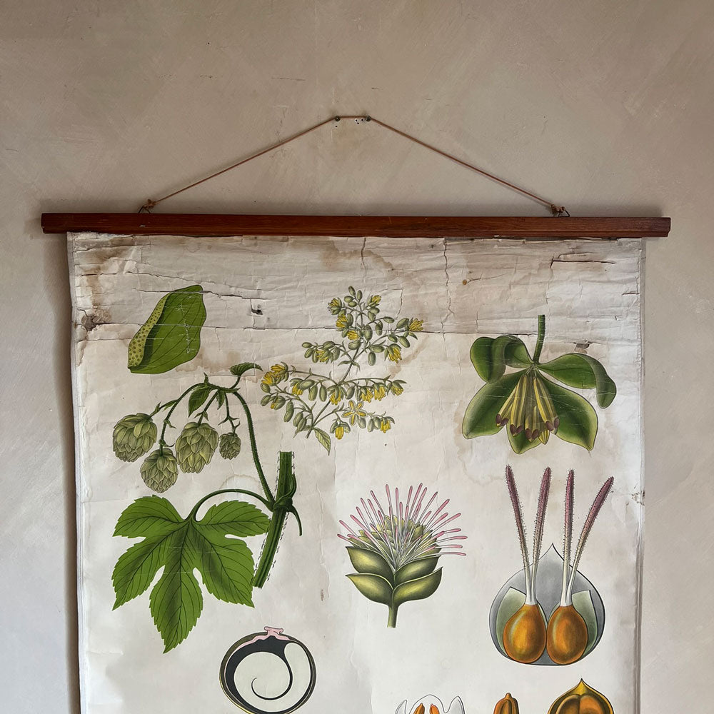 Vintage Botanical Teaching Aid C