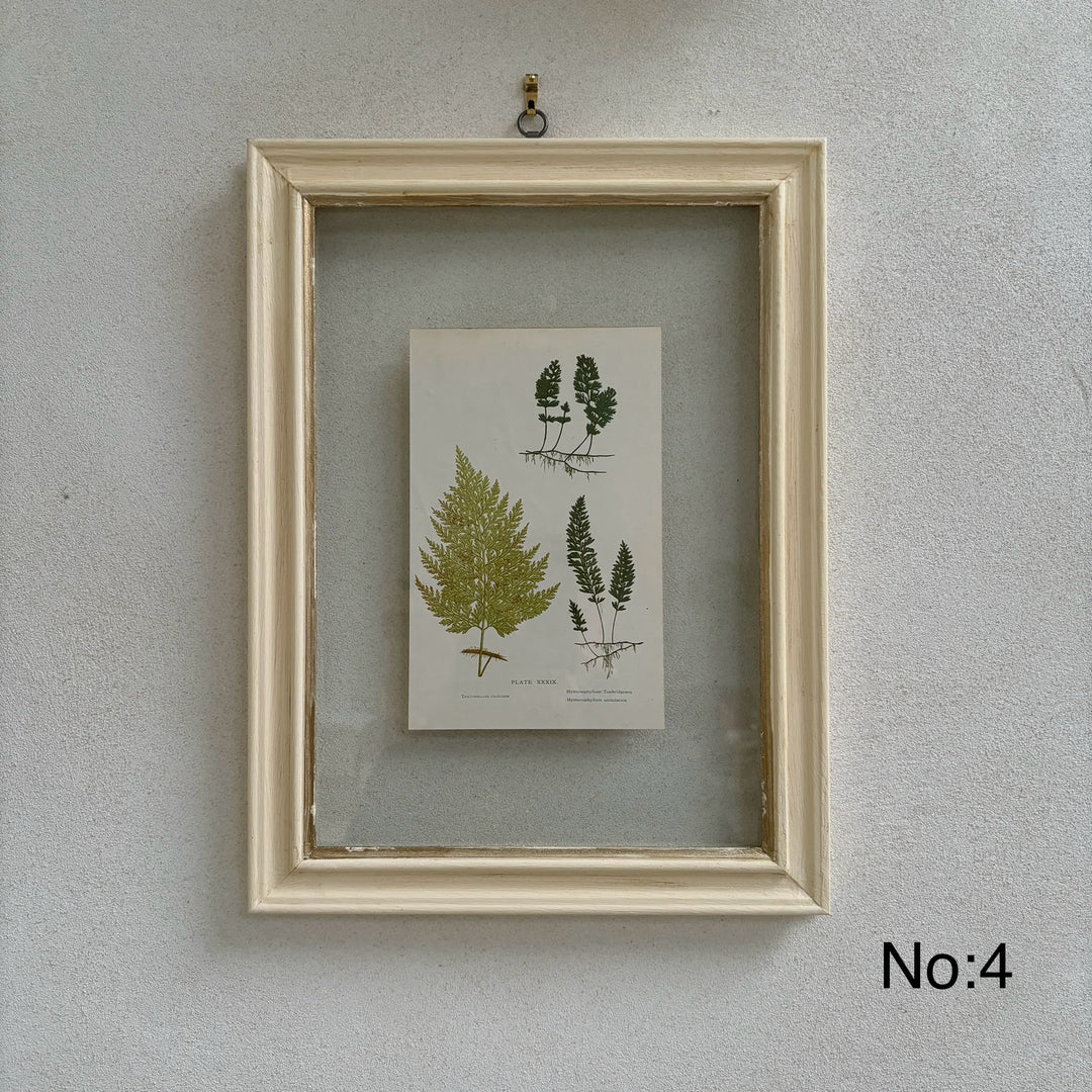 Antique White Framed Fern Print | Botany