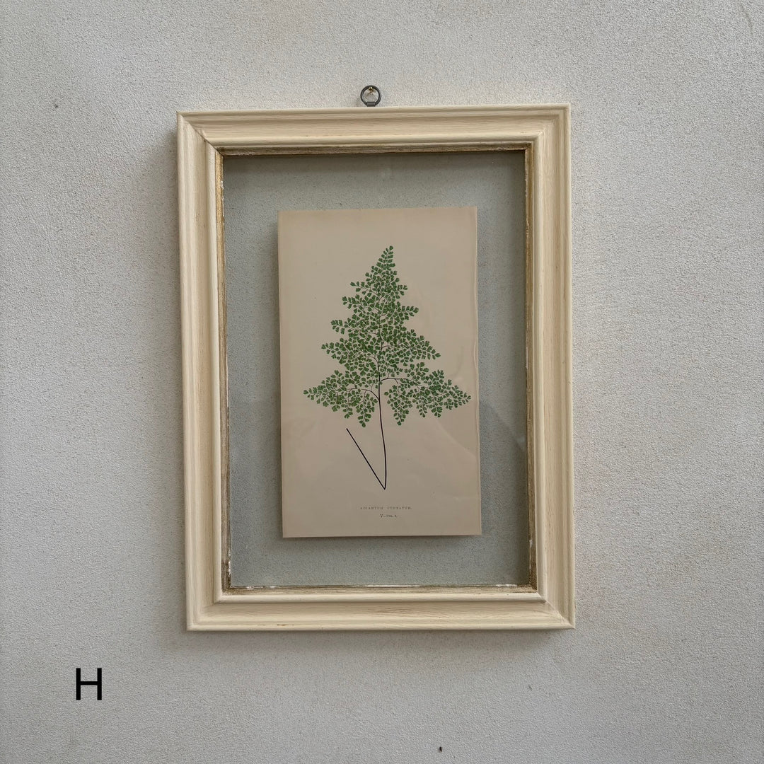 Antique White Framed Fern Print | Small