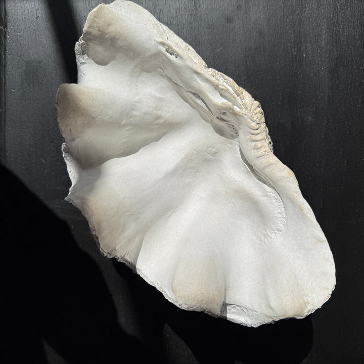 Decorative White Clam Shell