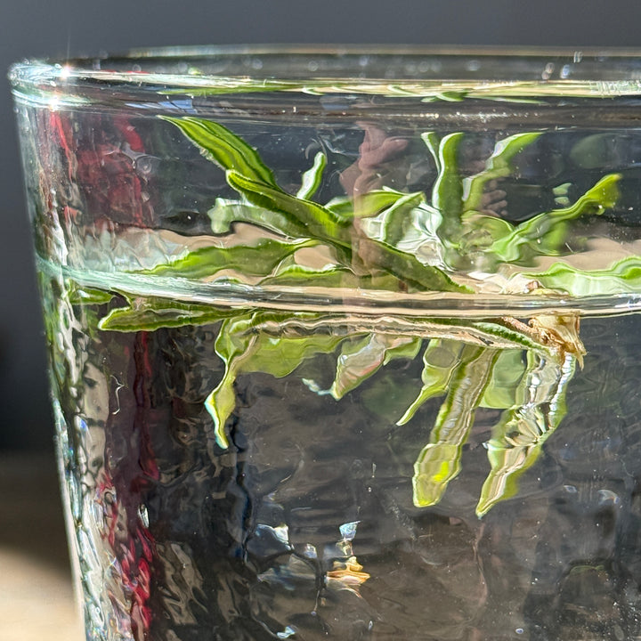 Textured Glass Tumbler | Clear