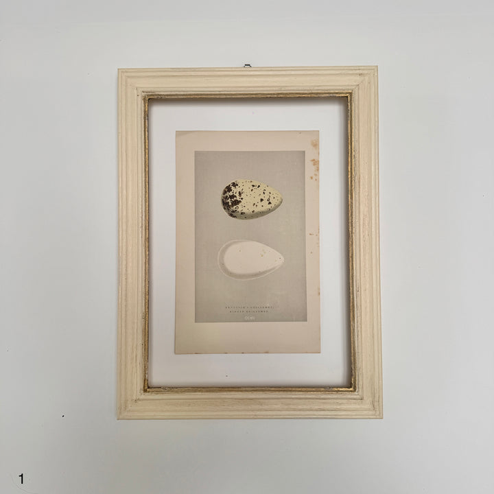 Framed Antique Hand-Coloured Engraving | Birds Eggs