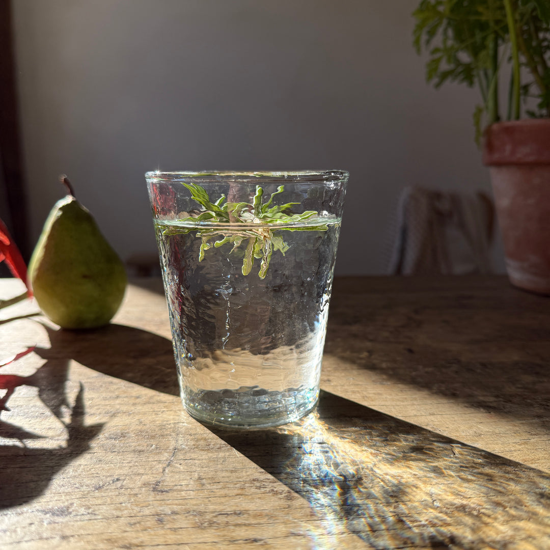 Textured Glass Tumbler | Clear